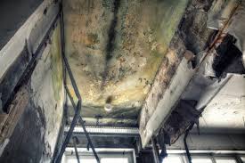 Best Asbestos and Lead Testing During Mold Inspection in Falls Creek, PA